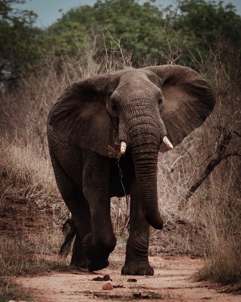 African elephant safari photography South Africa Kruger National Park