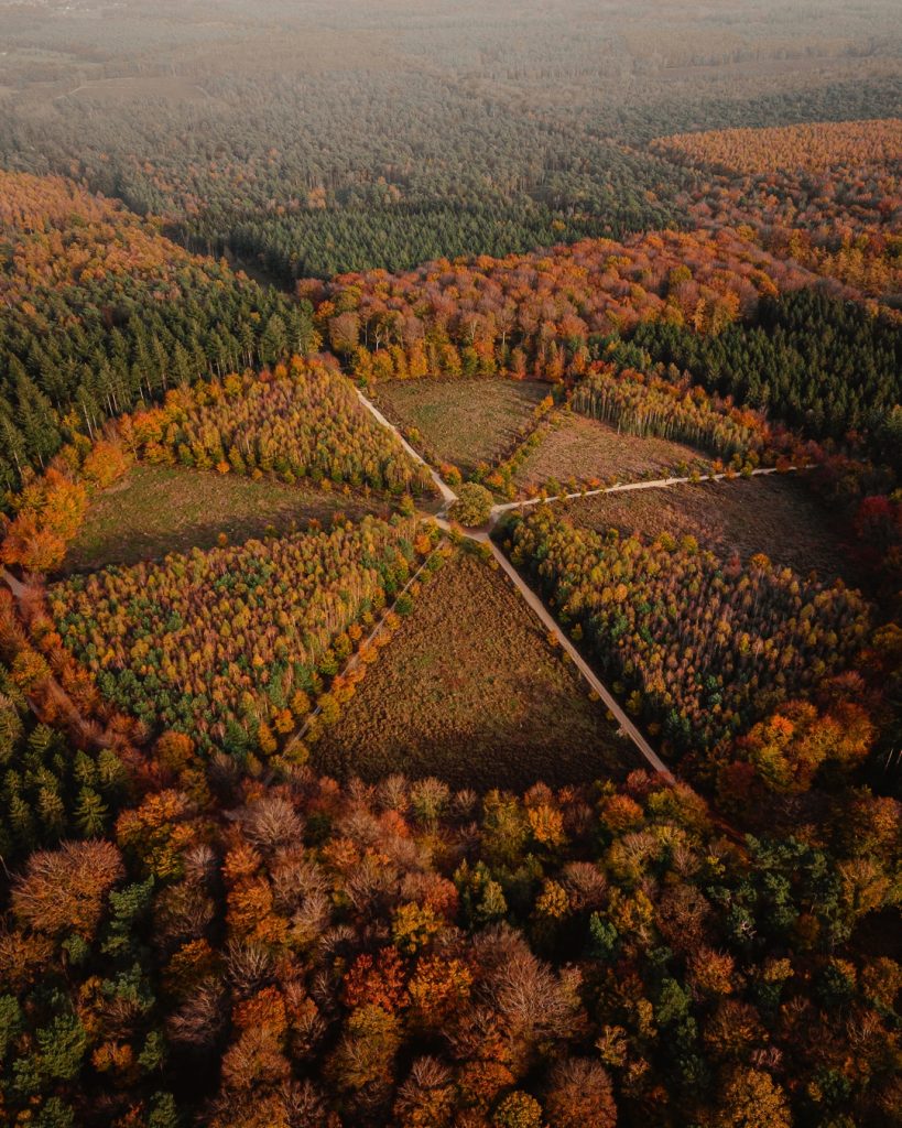 De eenzame eik Utrechtse heuvelrug Amerongen drone fotografie