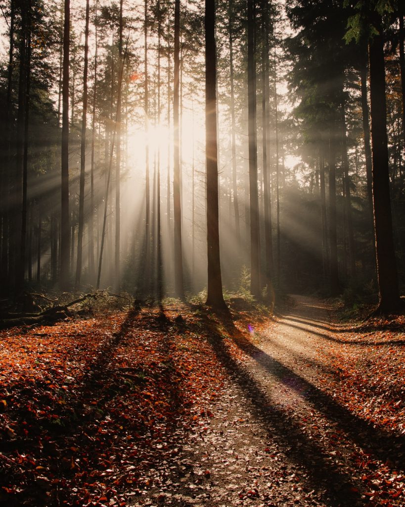 Fall photography Speulderbos sun rays Netherlands forest