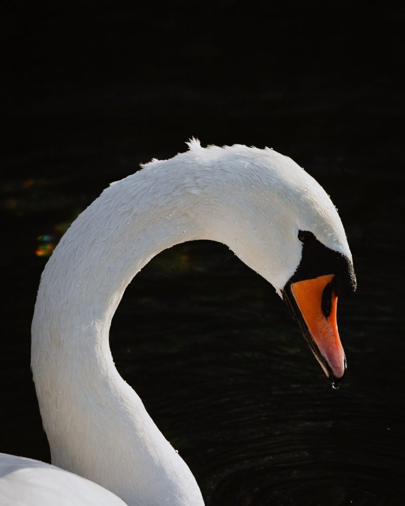 Swan in Netherlands